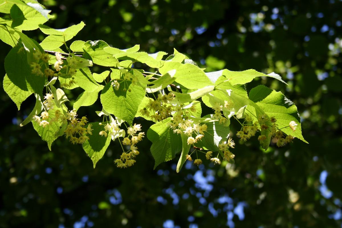 A majestic linden tree, symbolizing Philyra's transformation and enduring cultural impact, with its elegant branches and leaves extending out.